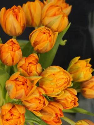 亚昌种球荷兰进口郁金香五度种球耐寒盆栽阳台庭院5球装春节开花