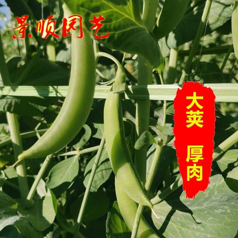 奇珍甜脆豌豆种子水果型吃壳厚肉甜豆荷兰豆籽秋季播阳台蔬菜种孑 汽车用品/电子/清洗/改装 司机护目镜 原图主图