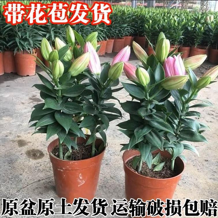 百合花盆栽带花苞室内浓香型花卉客厅香水百合鲜花植物阳台盆景花 办公设备/耗材/相关服务 智能记事本/手写本/办公本 原图主图