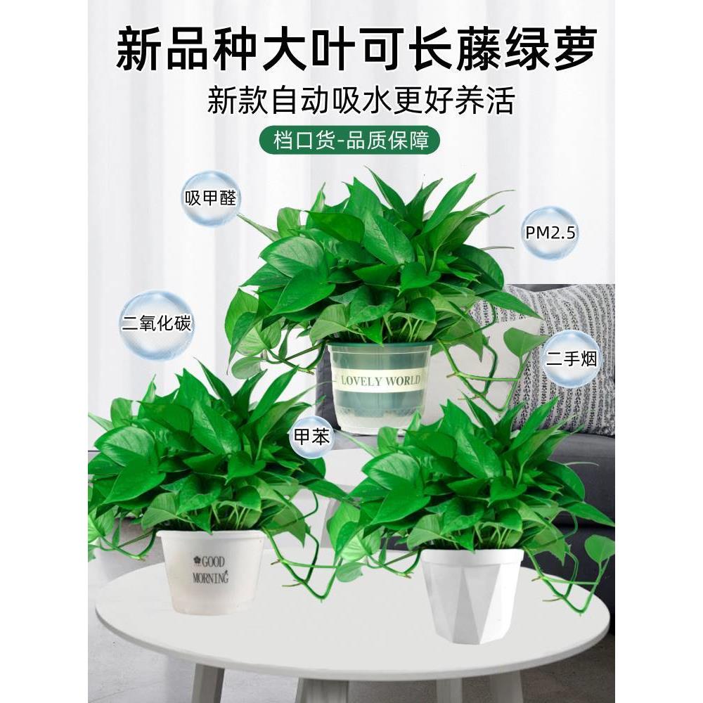 绿萝盆栽室内植物新房家用吸除甲醛净化空气水培绿植花卉长藤绿萝