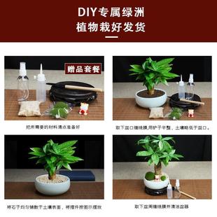 发财树盆栽植物花卉绿植diy创意植物办公室净化空气好养盆栽盆景