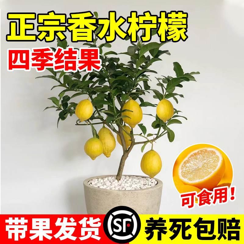 香水柠檬树苗盆栽带果可食用水果树苗庭院阳台室内四季好养绿植物