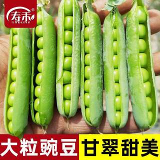 甜脆青豌豆种子豌豆种籽甜苗种台湾长寿仁尖种蔬菜孑菜豌豆碗豆种