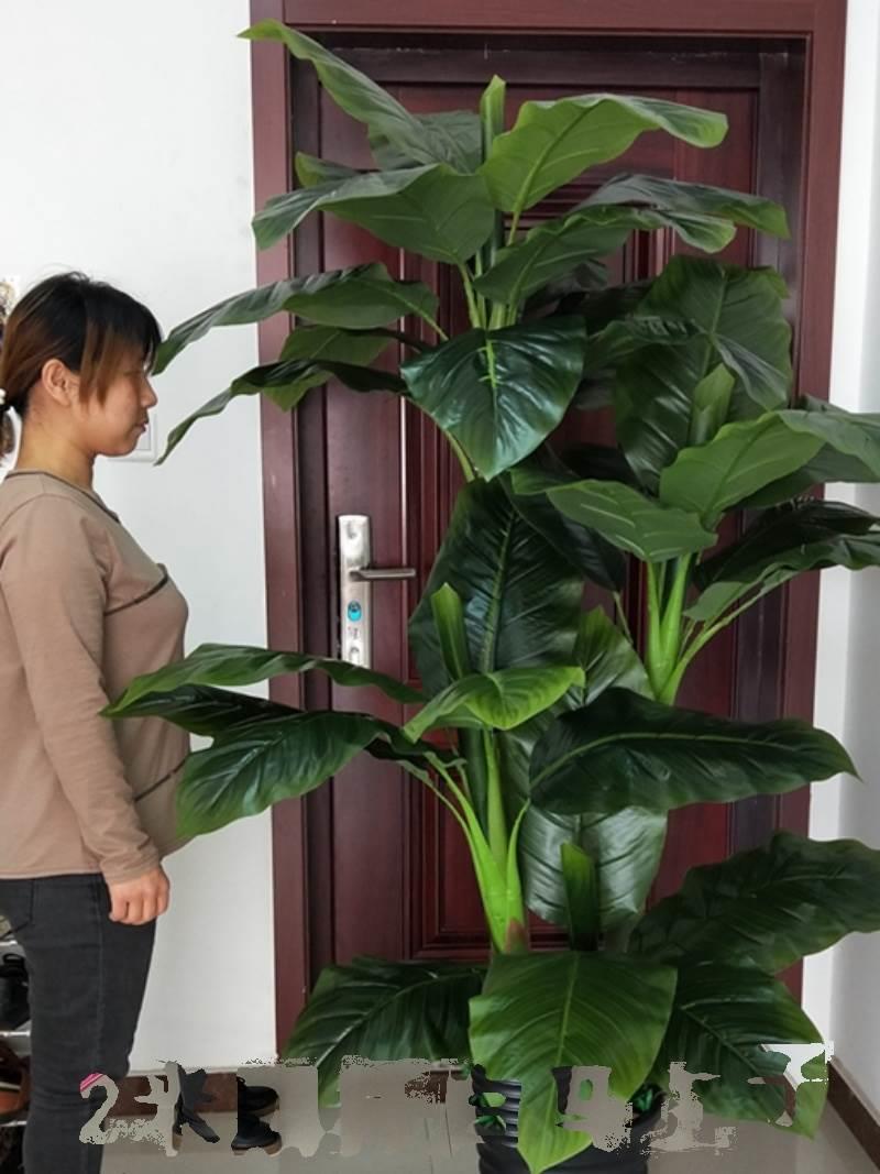 假植物盆盆栽地仿真绿巨人客厅摆设落假花装饰滴水观音大型绿植景