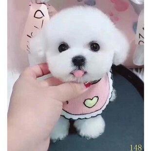 连云港比熊幼犬纯种活体卷毛纯白色飞耳比熊茶杯长不大小型宠物狗