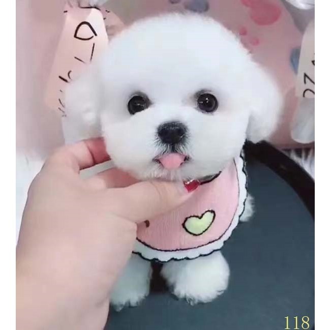 威海比熊幼犬纯种活体卷毛纯白色飞耳比熊茶杯长不大小型宠物狗