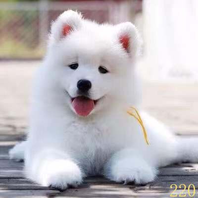 新余萨摩耶幼犬纯种萨摩耶犬活体微笑天使萨摩耶小狗雪橇犬哈士奇