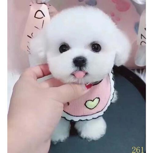 宜昌比熊幼犬纯种活体卷毛纯白色飞耳比熊茶杯长不大小型宠物狗