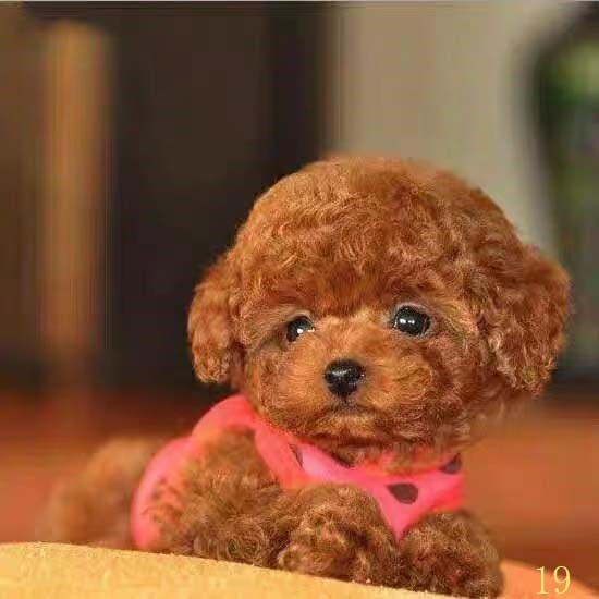 成都泰迪幼犬纯种泰迪犬幼犬活体宠物狗狗茶杯体犬泰迪幼犬红棕色
