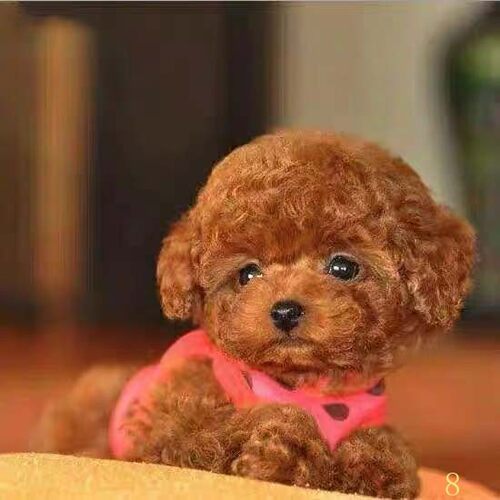 东营泰迪幼犬纯种泰迪犬幼犬活体宠物狗狗茶杯体犬泰迪幼犬红棕色