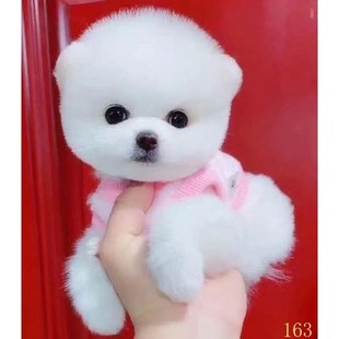 汉中博美幼犬纯种长不大茶杯犬黄白色小体型宠物狗球形俊介犬