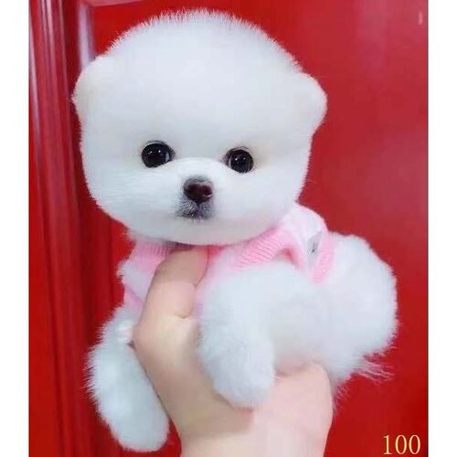 安庆博美幼犬纯种长不大茶杯犬黄白色小体型宠物狗球形俊介犬
