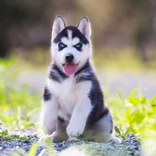 汕头纯种哈士奇幼犬活体西伯利亚雪橇犬二哈幼犬蓝眼哈士奇幼崽宠