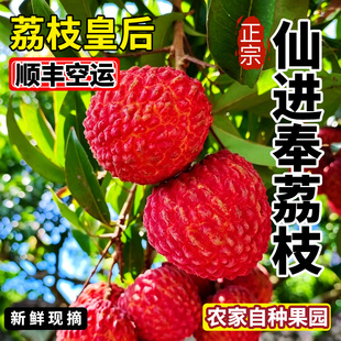 【顺丰空运】正宗增城仙进奉荔枝新鲜不泡水荔枝整箱