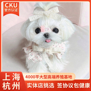 【上海/杭州 CKU犬舍】纯种韩版小体马尔济斯犬幼犬活体宠物狗狗