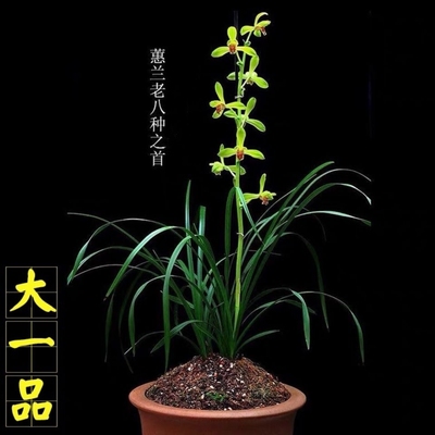 蕙兰大一品名品老八种高端兰花苗名品高档名品浓香型精品室内花卉