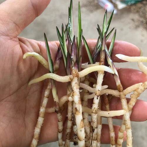 新品红芽中透龙根苗虫根精品秋芝送春莲瓣蕙兰寒兰春兰建兰墨兰