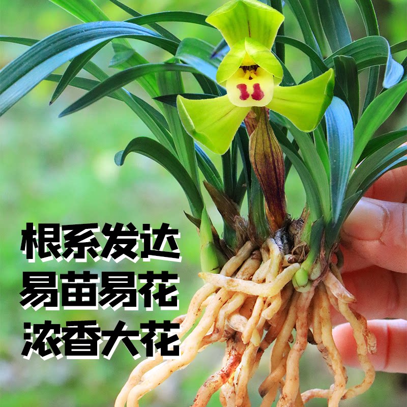 大团圆兰花苗名贵春兰正宗兰花带花苞铭品矮种盆栽易养易活浓香型