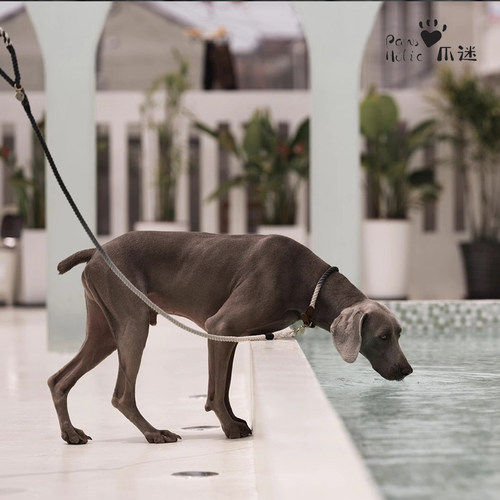 pawsholic爪迷狗项圈大型犬