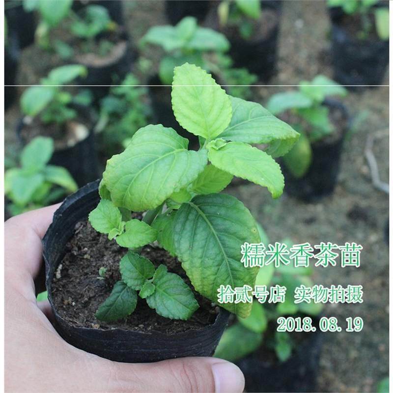 糯米香茶树苗 食用香草绿植盆栽浓香型 开水冲泡叶片香味四溢