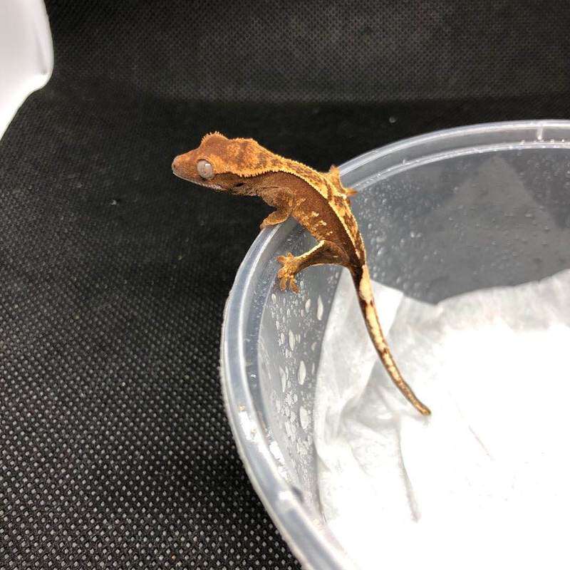 睫角守宫蜥蜴活物新手入门懒人宠物易养异宠小型另类可爱温顺爬宠