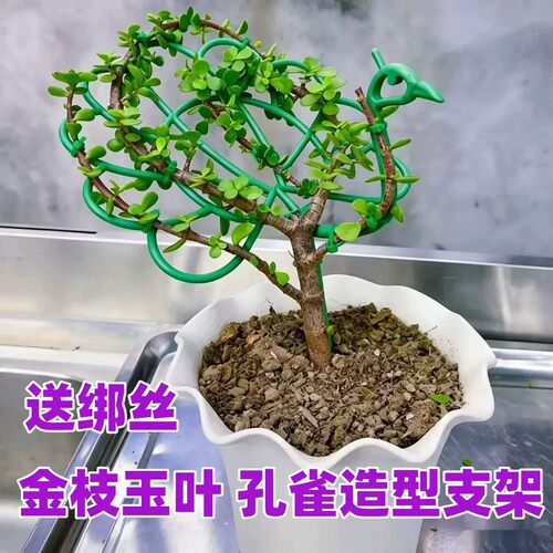 金枝玉叶孔雀造型支架花架太阳花造型单层固定支撑架花卉开屏支架