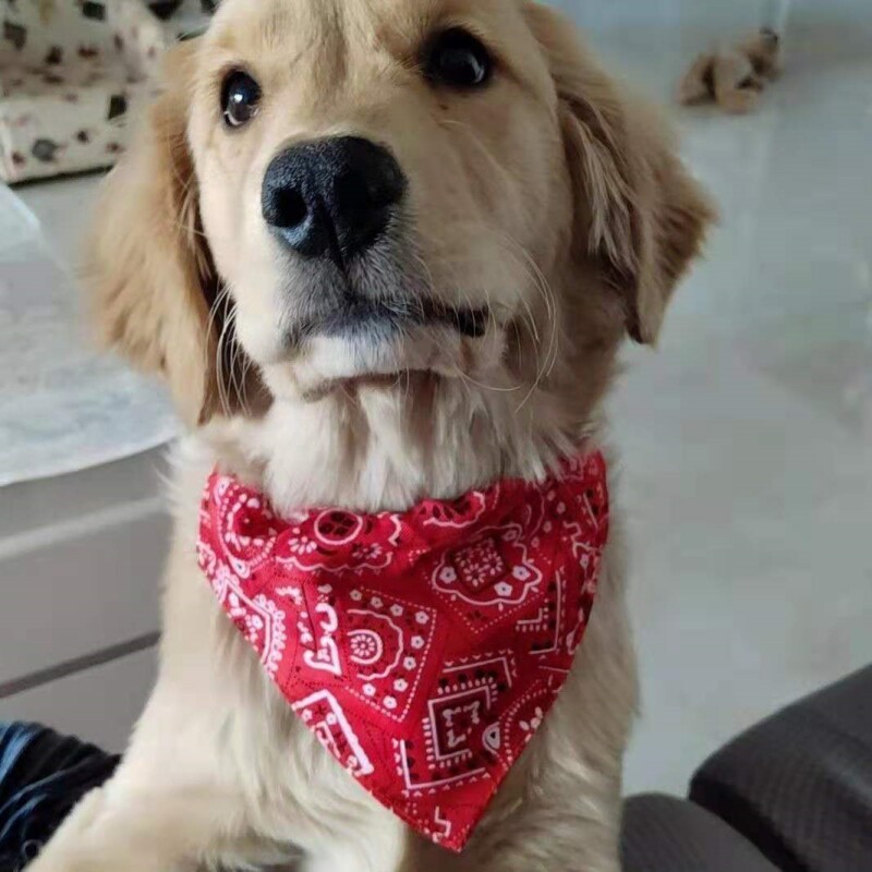 狗狗口水巾大型犬金毛可爱口水兜小型犬猫咪围兜可调节宠物三角巾