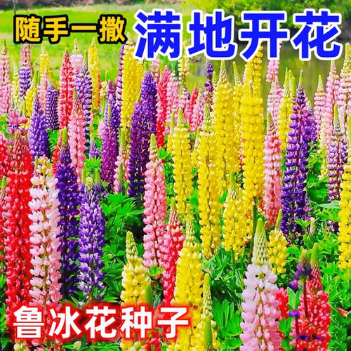 鲁冰花种籽四季播种开花3天发芽