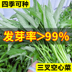 三叉空心菜种籽四季水培蔬菜种子大全阳台种植竹叶菜苗荠菜种籽子