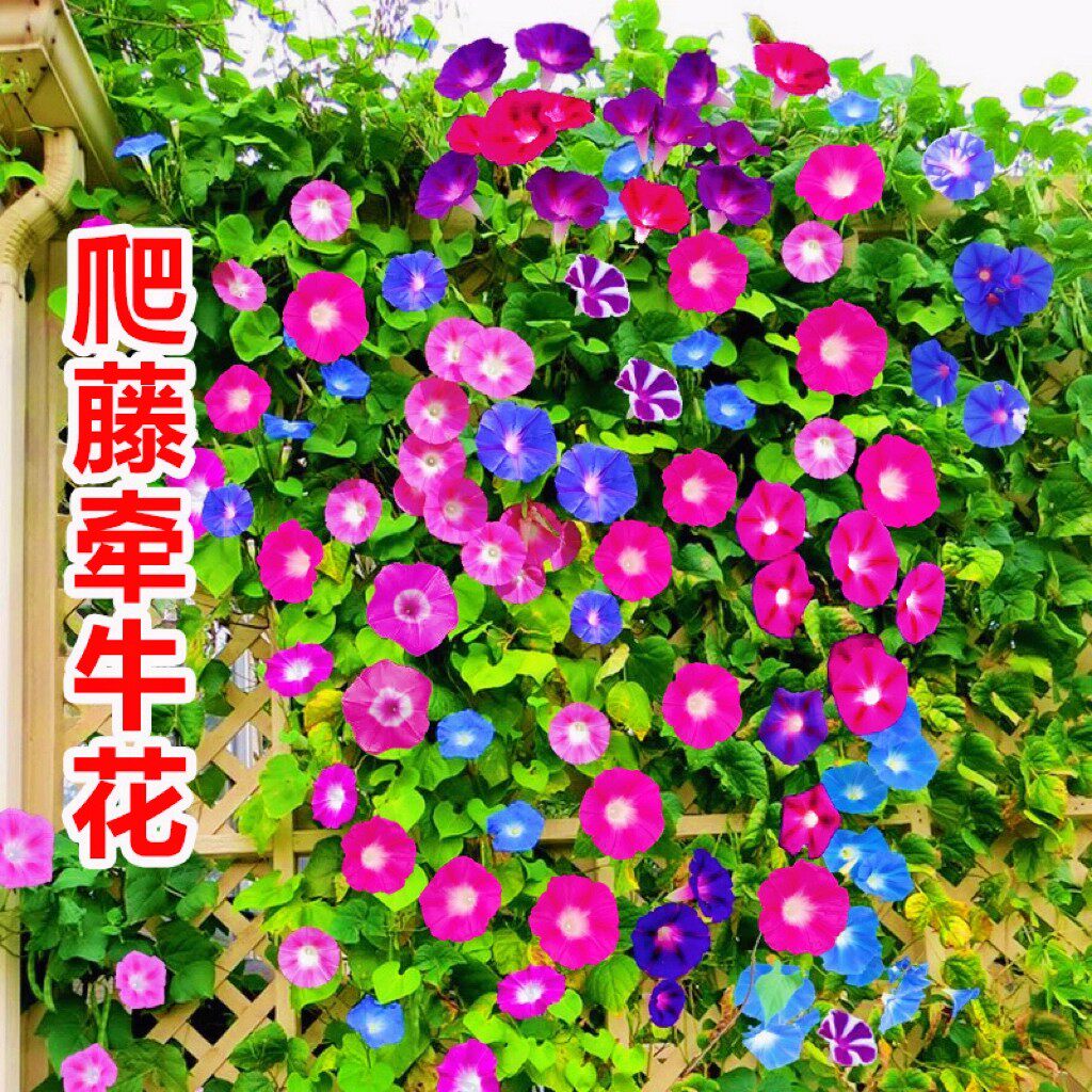 牵牛花种孑喇叭花花种籽子爬藤爬墙花卉盆栽四季易活矮牵牛花种子