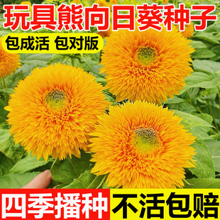 重瓣玩具熊向日葵种孑食用观赏矮向日葵花籽盆栽四季播种花卉种子