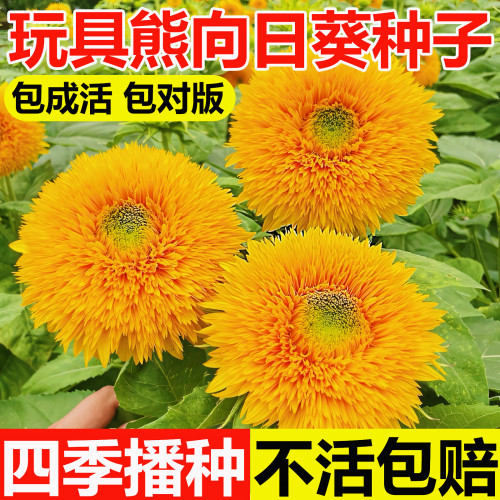 重瓣玩具熊向日葵种籽3天发芽