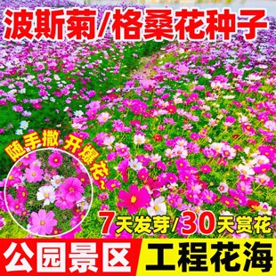格桑花种籽子七彩四季易活开花波斯菊花种子室外庭院野花组合大全