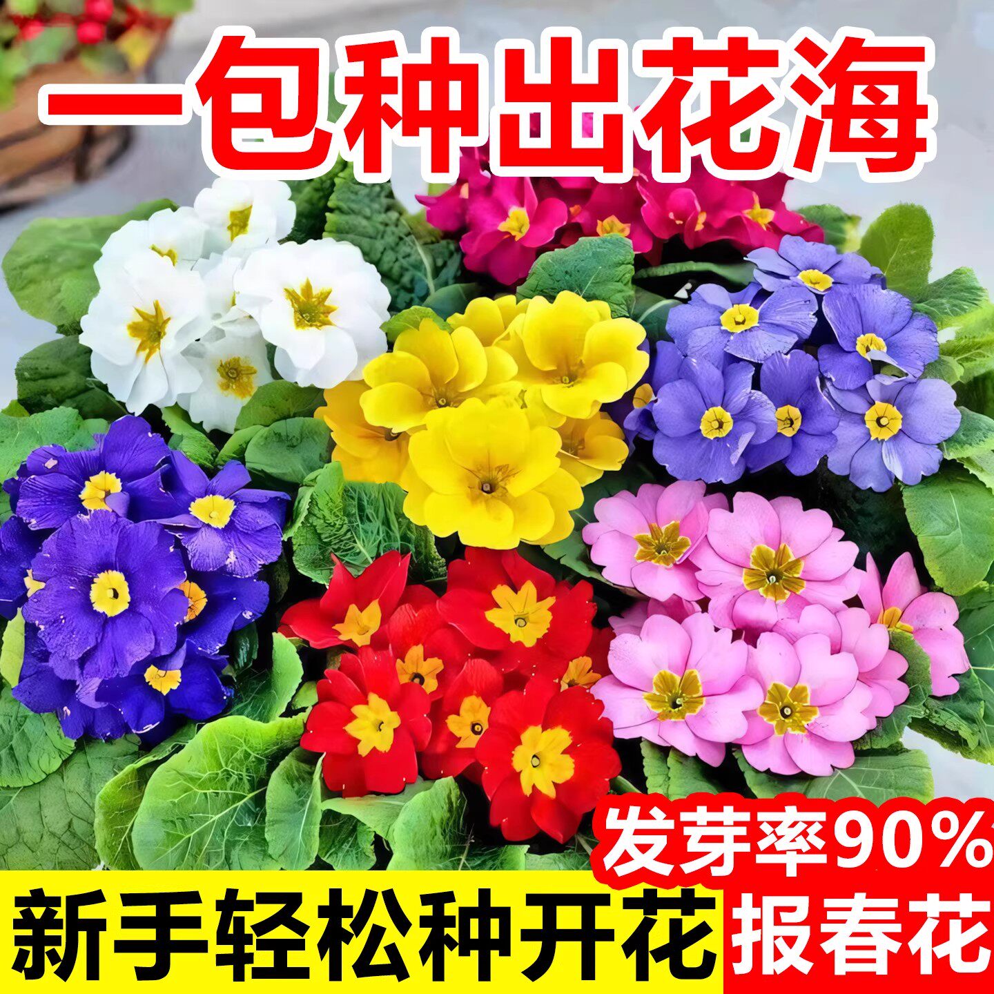 报春花种子四季播种开花3天发芽图片