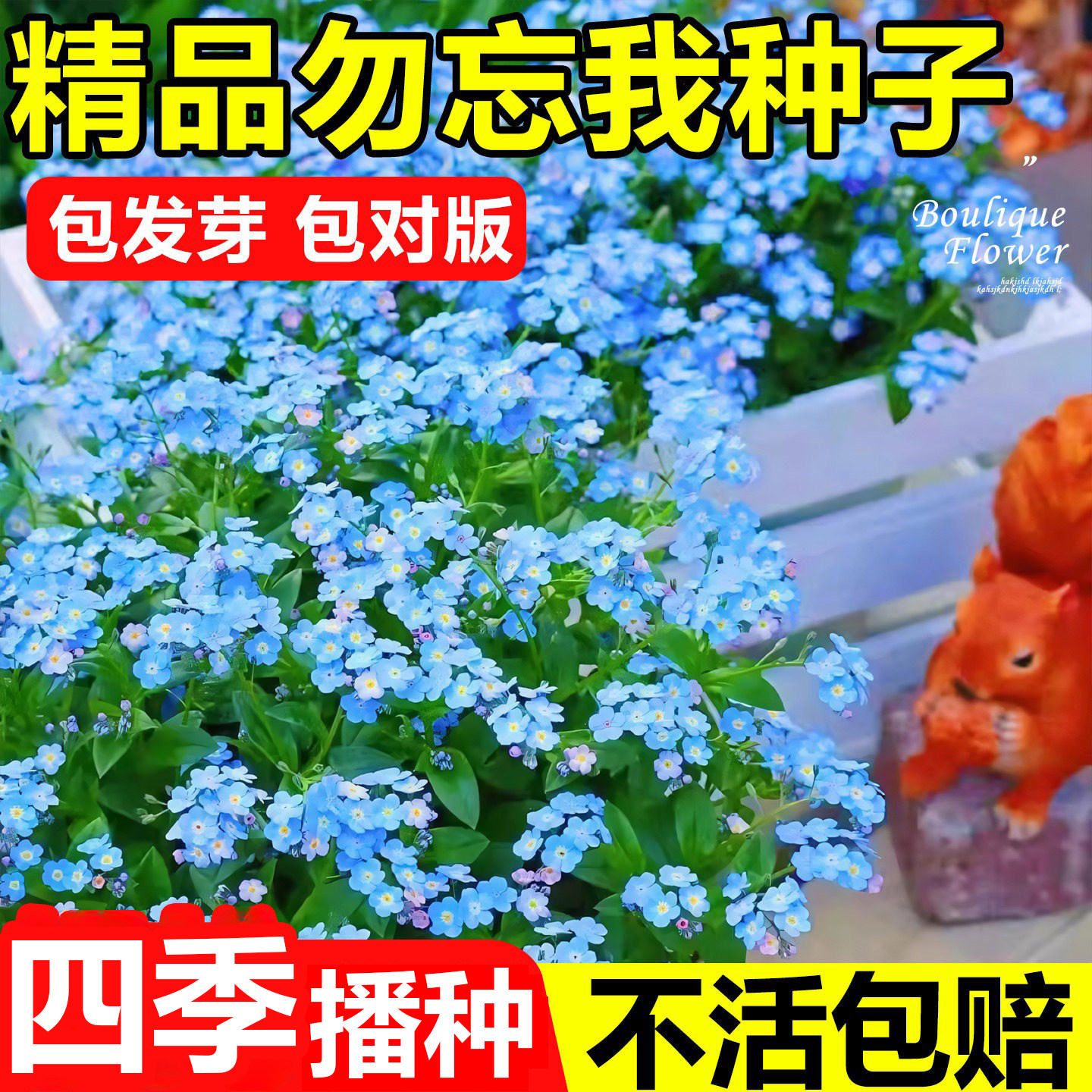 勿忘我花种籽子四季播种易活勿忘草花籽室外开花阳台庭院花卉种孑