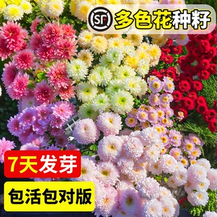 彩虹糖果菊花种子四季播种开花小雏菊花种籽子盆栽室外易活花种孑