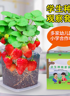 儿童种植小盆栽草莓小番茄种子四季凤仙花种籽子学生观察植物套装