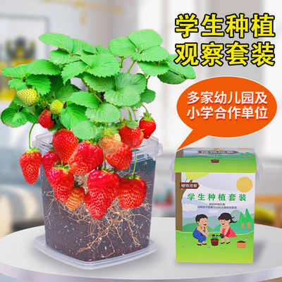 儿童种植小盆栽四季草莓籽结果快