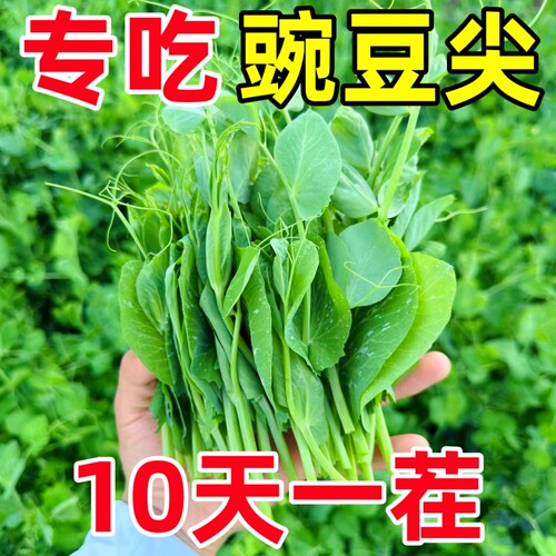 豌豆种籽子四季播种荷兰豆好成活