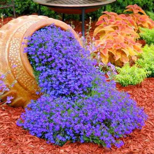 六倍利花种子四季播种好成活