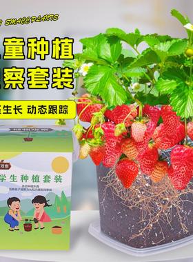 儿童种植小盆栽草莓种子四季小番茄凤仙花种籽孑学生观察植物套装