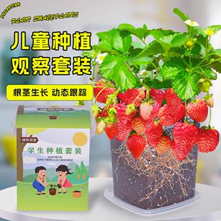 儿童种植小盆栽草莓种子四季小番茄凤仙花种籽孑学生观察植物套装