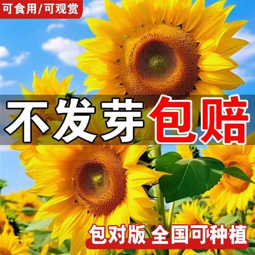 向日葵种籽四季播种发芽40天开花