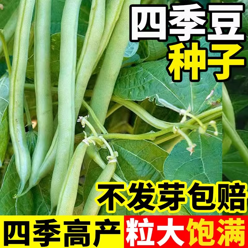 无架四季豆种籽无筋四季豆角种孑阳台不搭架长豇豆蔬菜种子种植苗图片