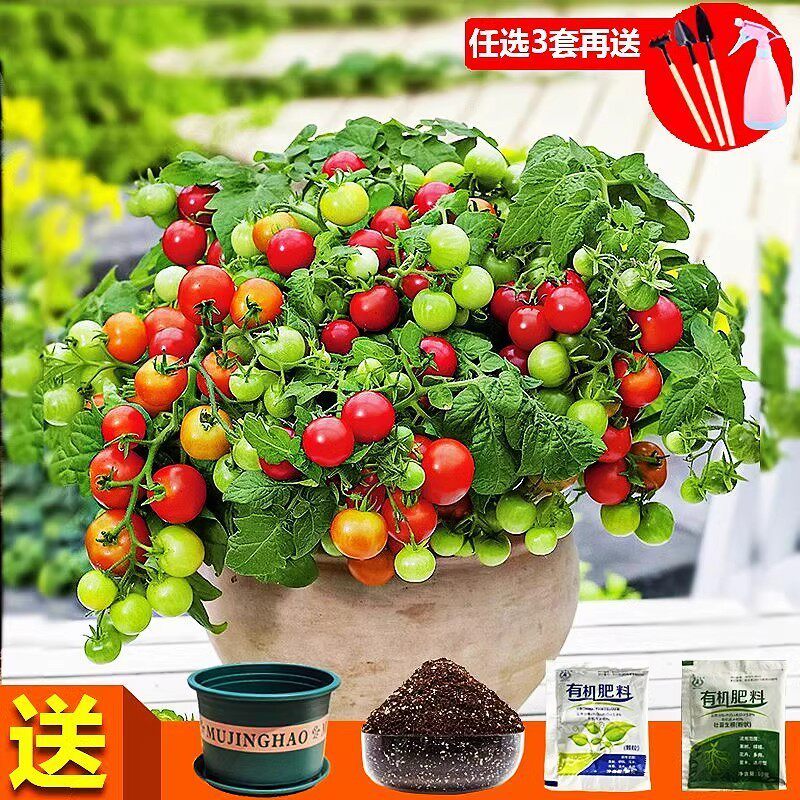 樱桃小番茄种子四季播种易活西红柿种籽室内盆栽苗草莓水果种子孑