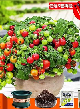 盆栽小番茄四季种植发芽快好成活