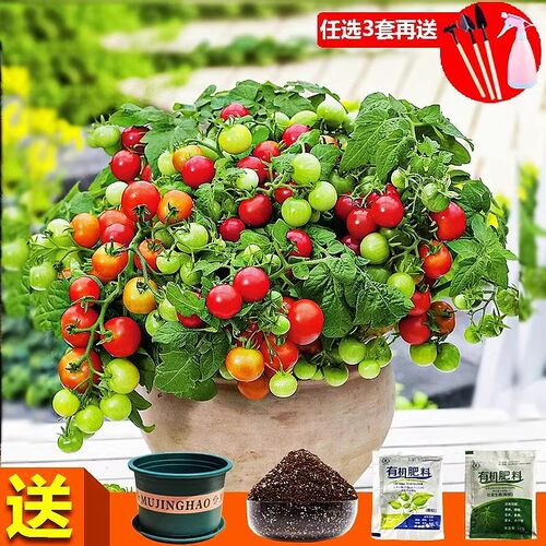 盆栽小番茄四季种植发芽快好成活
