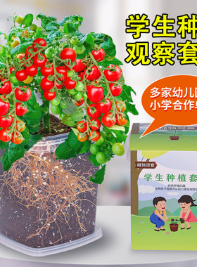 小番茄种子儿童种植易活发芽快