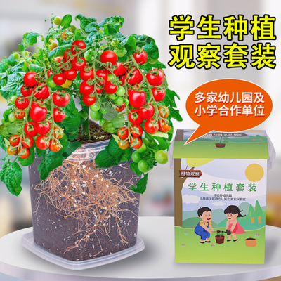 小番茄种子儿童种植易活发芽快