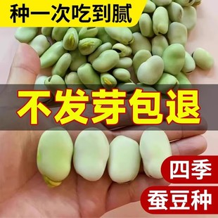 蚕豆种籽高产特大蚕豆蔬菜种子大全阳台盆栽四季种植胡豆豌豆种孑